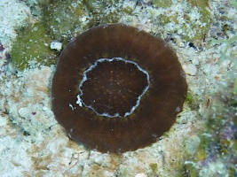 22 Solitary Disk Coral IMG 3441